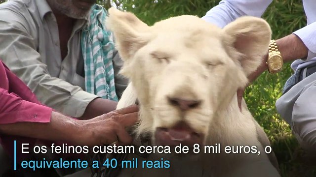 Leões são animais de estimação no Paquistão