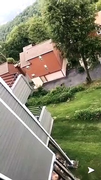 Bear Doesn't Like Barking Dog