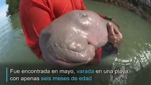 Abrazos y mimos para cría huérfana de dugongo en Tailandia