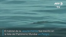 El hábitat de la vaquita marina ya es Patrimonio Mundial en peligro