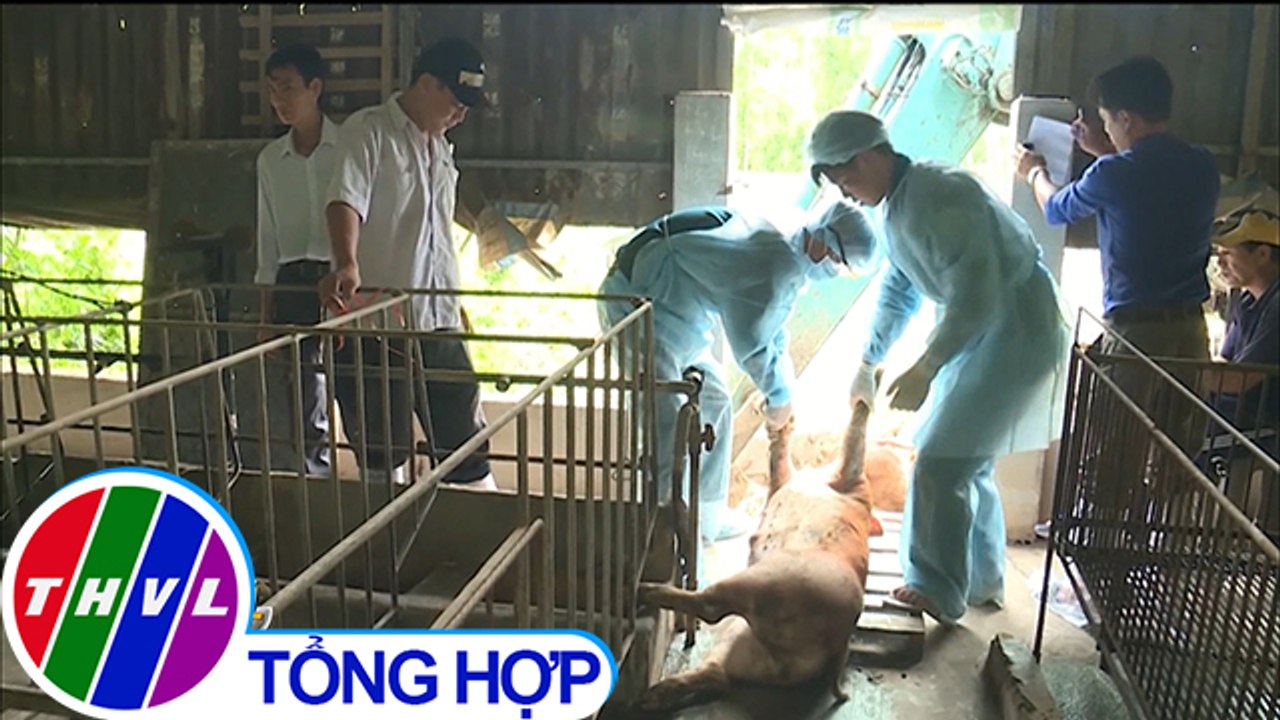 THVL | Tiêu hủy 55 con heo nhiễm dịch tả heo châu Phi ở Bà Rịa - Vũng Tàu