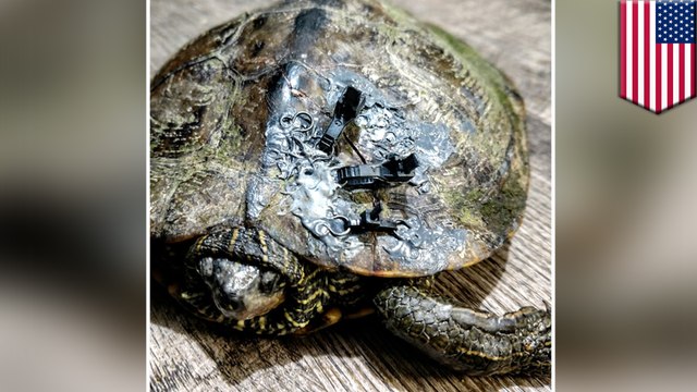 Using bra clasps to treat injured turtles