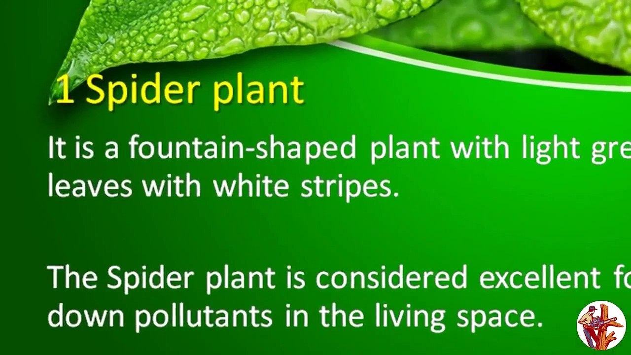 4 House Plants to Help Improve Your Health in Australia