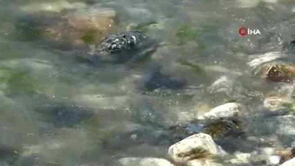 Beylikdüzü Sahili'nde bulunan tabanca polis ekiplerini harekete geçirdi
