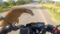 Un motard renverse une biche à 80 km/h