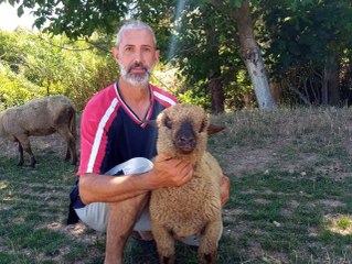 Alman Karakafa koyunlarının doğmamış kuzuları bile satılıyor