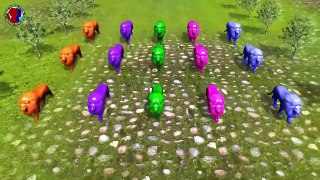 Learn Colors With Lions For Childrens ## || Colors For Kids || Green Blue Pink Orange Purple