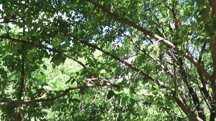 Kemaliye'de kış için dut pekmezi yapımına başlandı