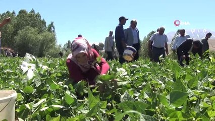 Gevaş fasulyesinin ilk hasadı yapıldı