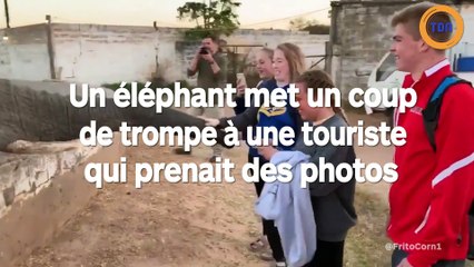 Un éléphant met un coup de trompe à une touriste