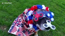 Patriotic pup dressed from nose to tail in US paraphernalia to celebrate Independence Day