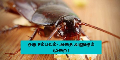 உங்க மேல கரப்பான் பூசி விழுந்தா உங்க ரியாக்ஷன் எப்படி இருக்கும்?