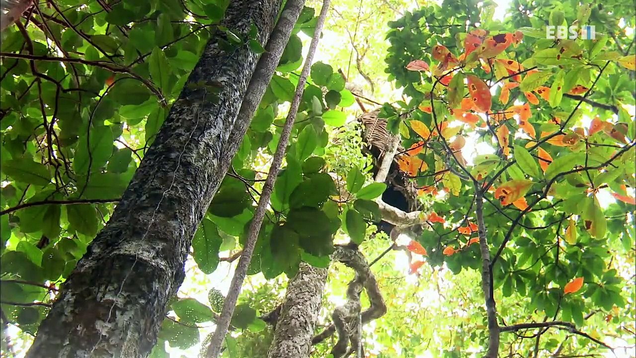 EBS 다큐프라임 - Docuprime_천국의 새 (새 그리고 사람들)_#001