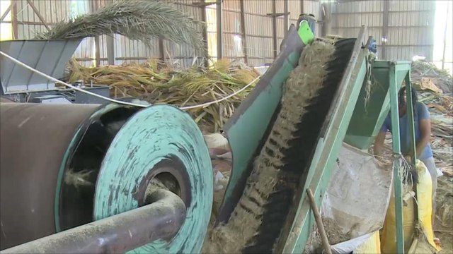 في الأردن.. مصنع يحيل مخلفات النخيل إلى سماد للتربة