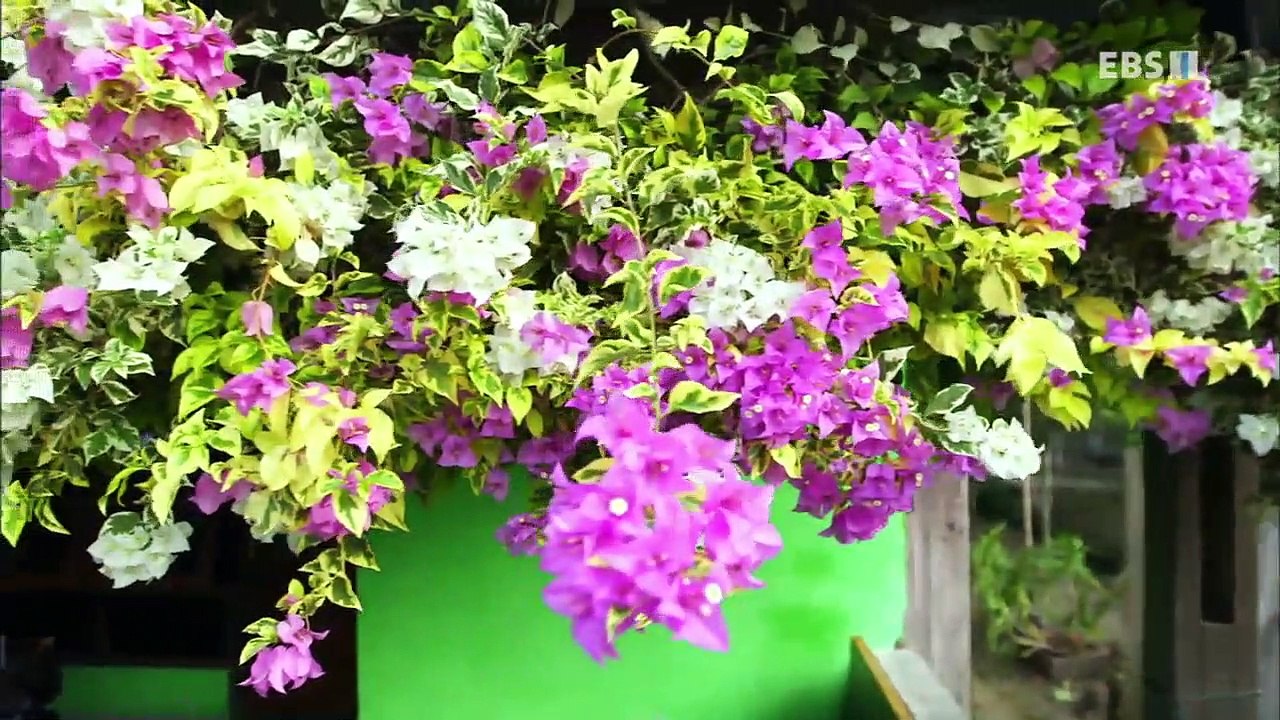 EBS 다큐프라임 - Docuprime_천국의 새 (새 그리고 사람들)_#002