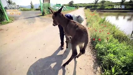 한국기행 - Korea travel_나의 친애하는 동물 친구들 5부- 함께 오래 오래_#002