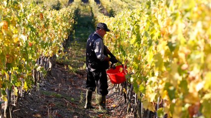 What climate change means for the British wine industry