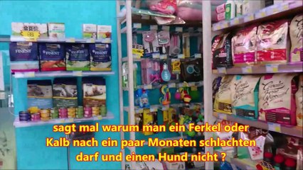 China Juni 2019 #Vlog2 Hund und Katz im Beauty SPA