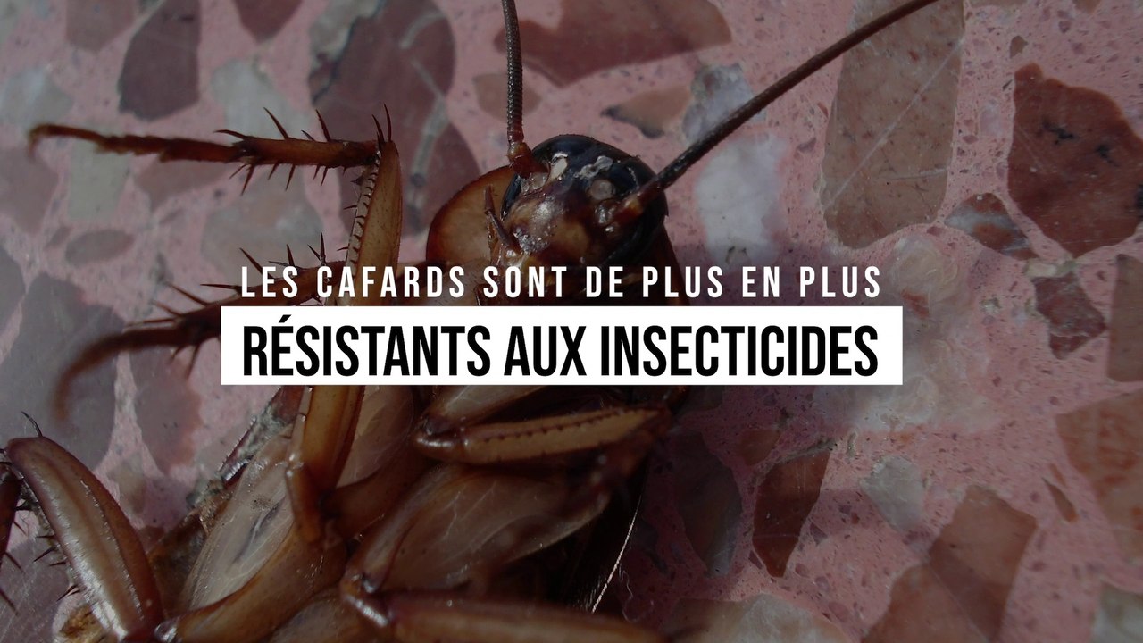 Les cafards sont de plus en plus résistants aux insecticides
