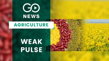Pulses & Oilseed Production Down