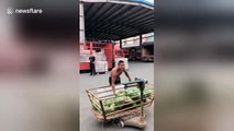 Skilled Chinese man catches and throws watermelons with one hand