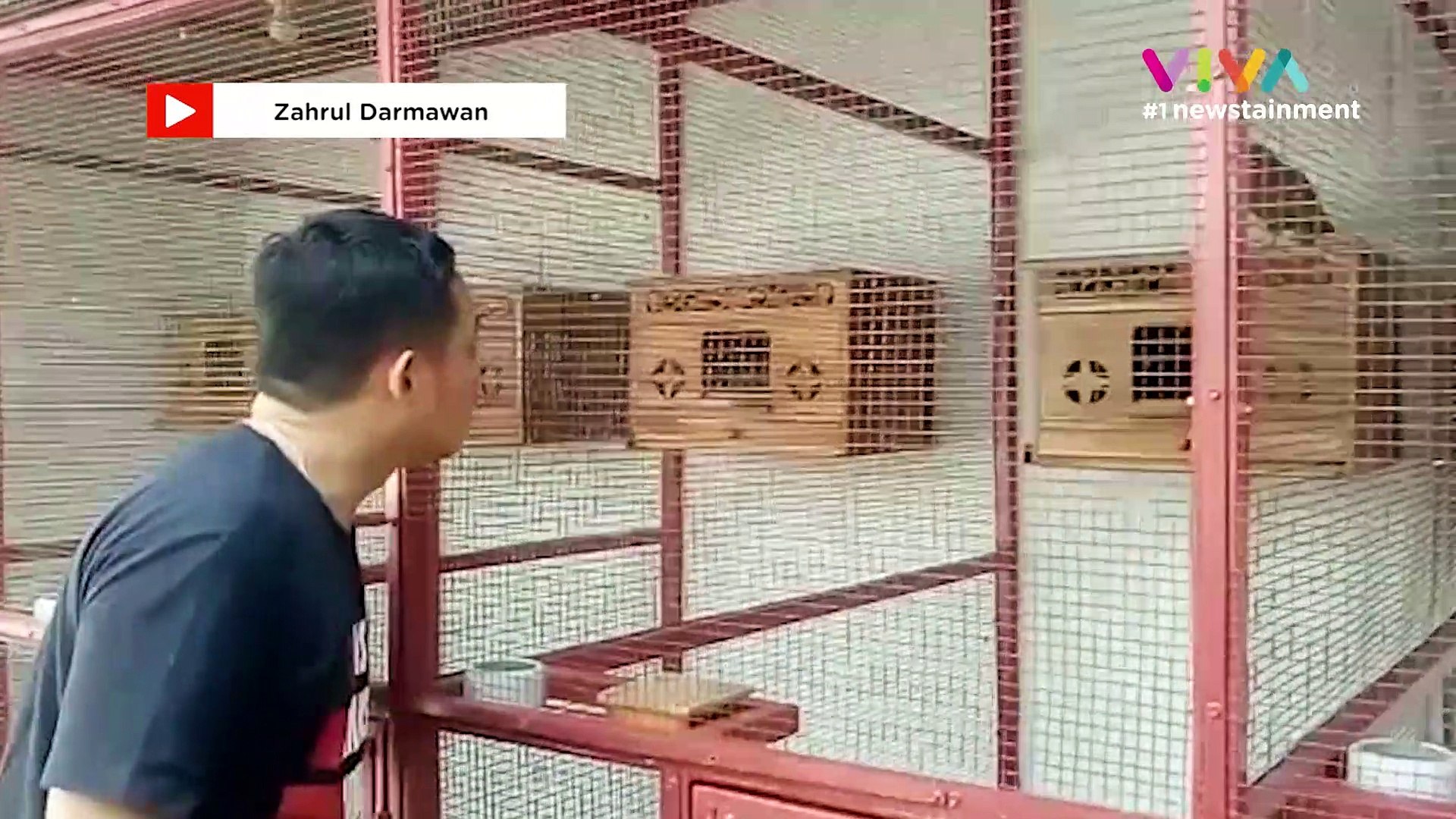 Penampakan Burung Dara Jayabaya Seharga 1 Miliar Video Dailymotion