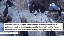 Incredible Video Captures Nervous Cliff-Jumping Bird Being Helped By Another Bird To Safety