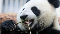 Watch: Panda celebrates birthday in Mexican Zoo