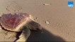 Retour à l’océan pour trois tortues marines sur la plage de la Conche à St Clément des Baleines sur l’île de Ré