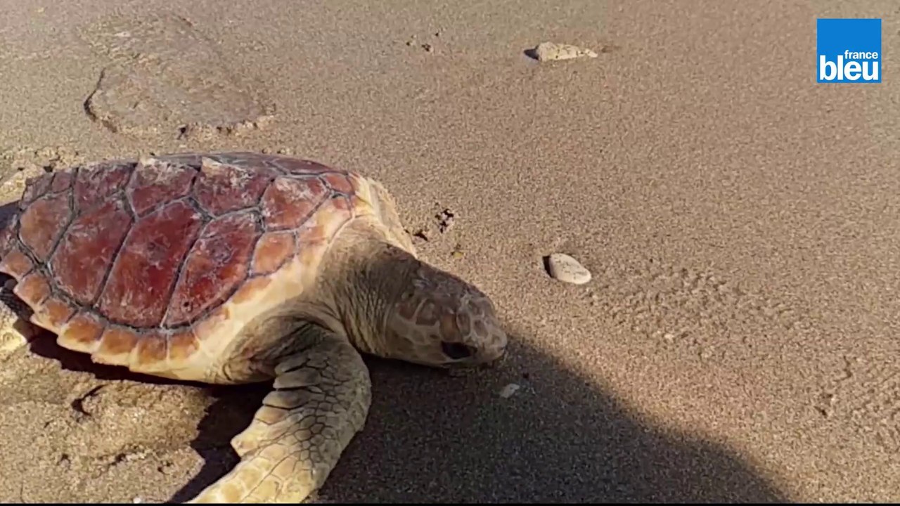 Retour à l’océan pour trois tortues marines sur la plage de la Conche à St Clément des Baleines sur l’île de Ré