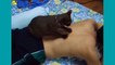 Gatti pazzi ✪ Gatti divertenti ✪ Gatto che fa i massaggi #29