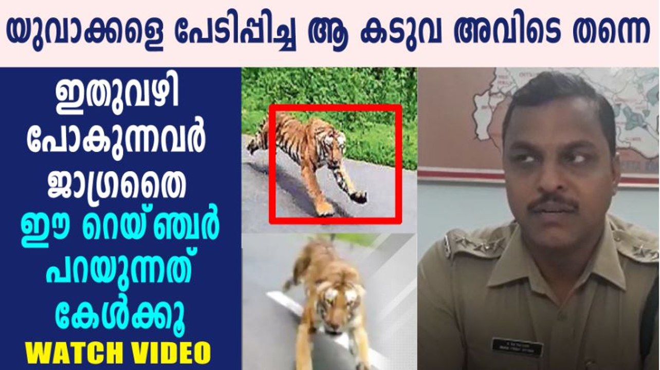 യുവാക്കളെ പേടിപ്പിച്ച ആ കടുവ അവിടെ തന്നെ