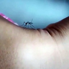 Un  moustique n'arrive pas à piquer et c'est jouissif !