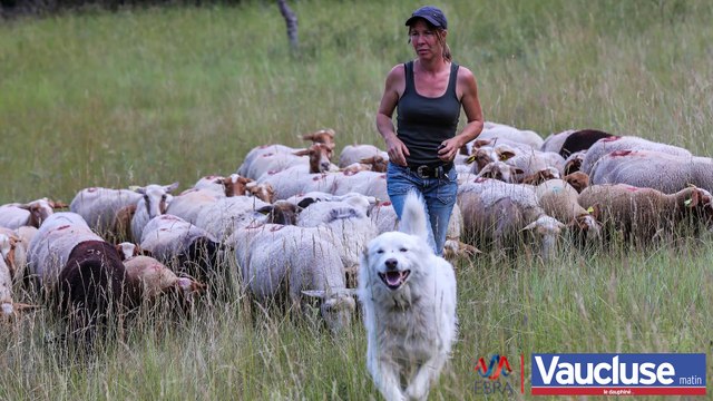 Les chiens patou protègent leur troupeau des prédateurs.