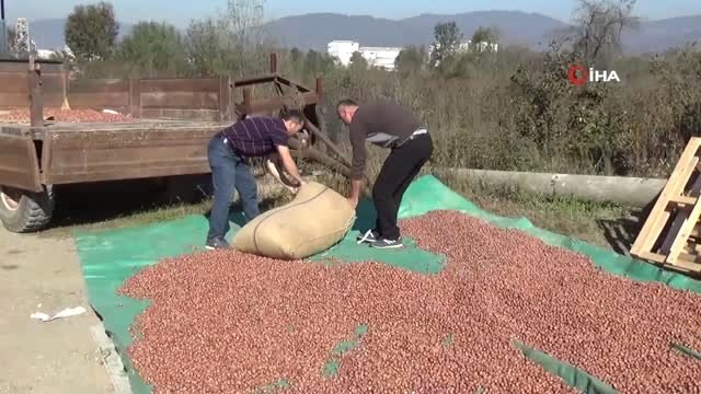 19 Mayıs Organik Fındık Üreticileri Birliği Başkanı Gülal: Fındık üreticisi ve ülke kazanan taraf...