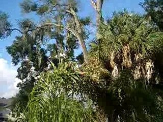 Tree cutters are insane