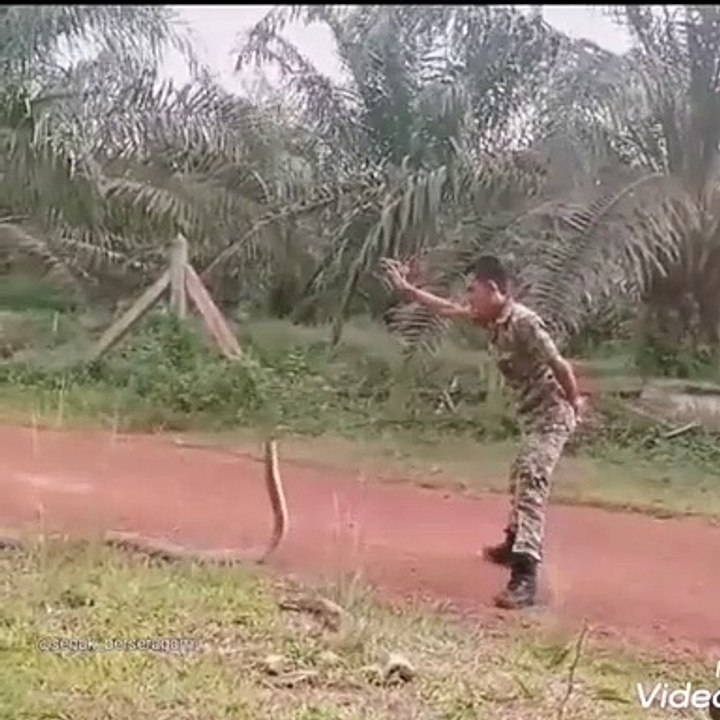 Skillfully catching a snake with bare hands