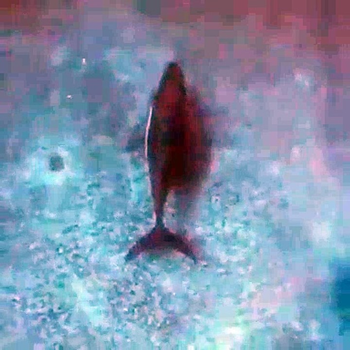 Whale powering up to the surface and breaching