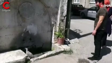 Sıcaktan bunalan yavru martı çeşmenin altında dakikalarca banyo yaptı