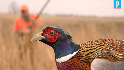 On A Ete Tres Surpris Que La Region File 57 500 Euros Aux Chasseurs Pour S Acheter Des Faisans Le Parisien