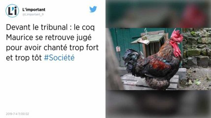 Jugé parce qu’il fait trop de bruit, le coq Maurice sera fixé sur son sort le 5 septembre