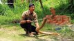 Trainee snake catcher shows off skills at handling enormous king cobra