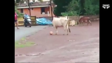 Amazing Cow plays with football!!