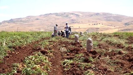 Siirtli çiftçilerin "alternatif ürün"ü patates olacak