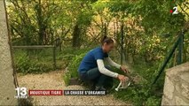 Moustique tigre : 51 départements français envahis