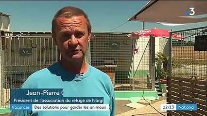 Vacances : la France championne d'Europe des abandons d'animaux