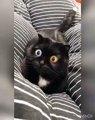 Ce chat dilate ses pupilles extraordinaires pour hypnotiser son maître. Regardez !