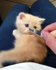 Essayez de ne pas craquer pour ce mignon chaton à la fourrure dorée. Sublime !