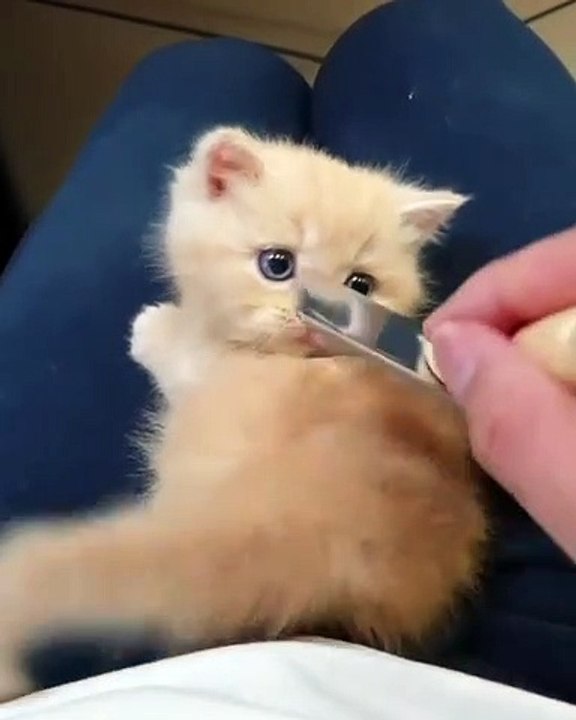Essayez de ne pas craquer pour ce mignon chaton à la fourrure dorée. Sublime !