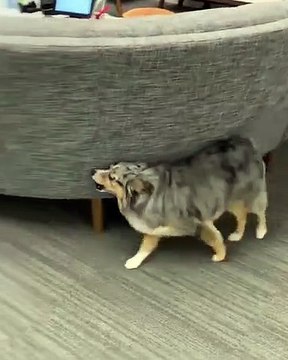 Cette chienne fait des actes trop bizarres. Hilarant !